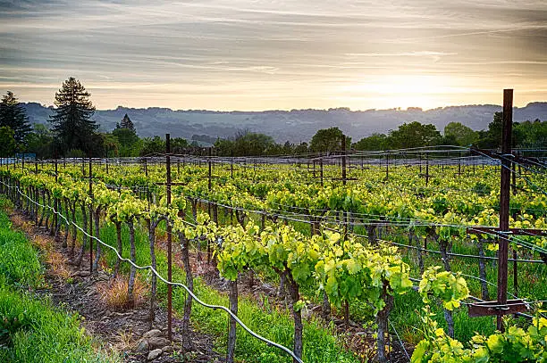 Photo of Vineyard Sunset