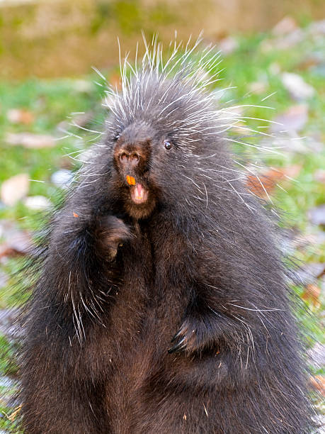 istock North American porcupine 518588102