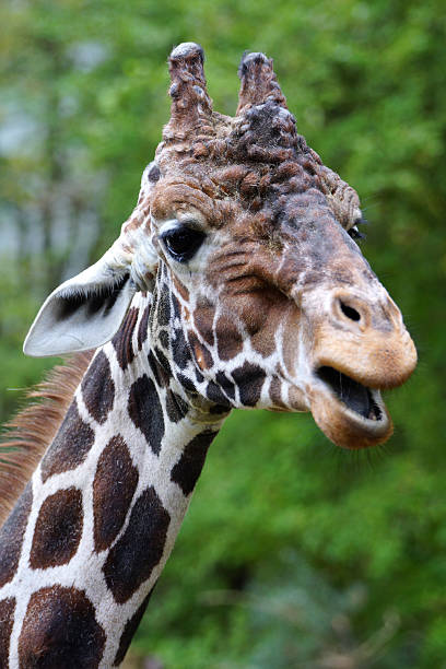 girafe lachende - skuril photos et images de collection
