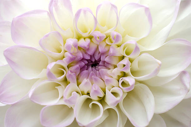 istock flower chrysanthemum close-up 518588642