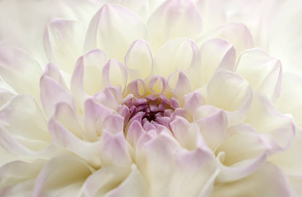 istock flower chrysanthemum close-up 518588662