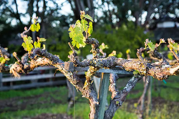 Photo of Old Vines