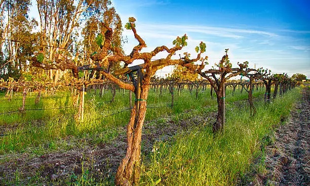 Photo of Old Vines