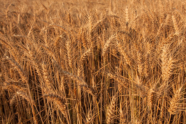 istock Late Summer Wheat Field 518588883