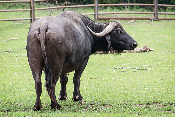 istock The African buffalo (Syncerus caffer) 518588957
