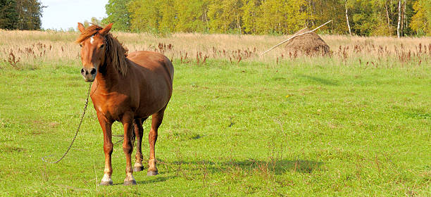 Nice brown horse with a shiny haircoat standing in a field.