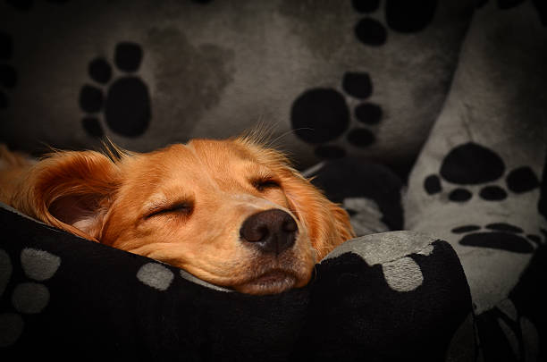 6 month old cocker spaniel female pup fast asleep in her comfy dog bed.