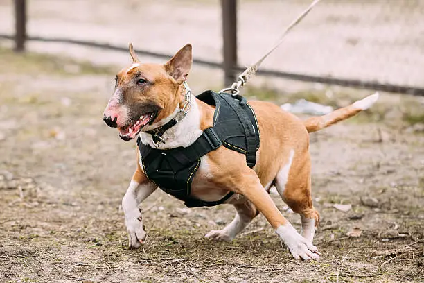 Angry Brown Bullterrier Dog Portrait Outdoors. Other names - Bully, The White Cavalier, Gladiator, and English Bull Terrier.