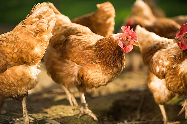 Hen in a farmyard