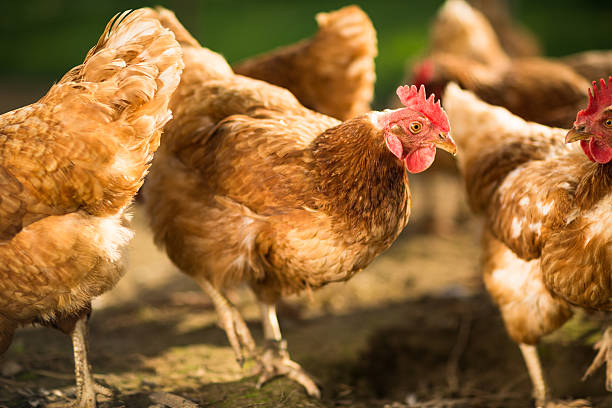 galinha em farmyard - broiler farm imagens e fotografias de stock