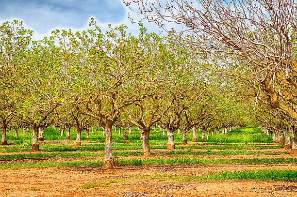 Nut Trees Nut groves on the side of the road in California's Central Valley. walnut grove stock pictures, royalty-free photos & images