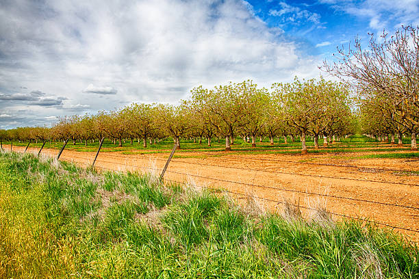 Nut Trees Nut groves on the side of the road in California's Central Valley. walnut grove stock pictures, royalty-free photos & images