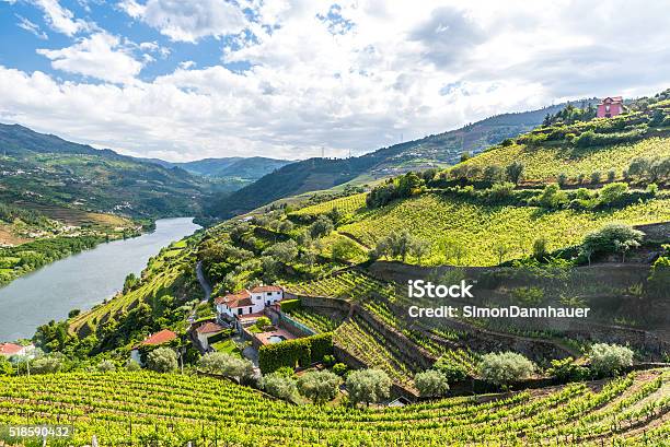 Vineyards And Landscape Of The Douro River Region In Portugal Stockfoto en meer beelden van Portugal