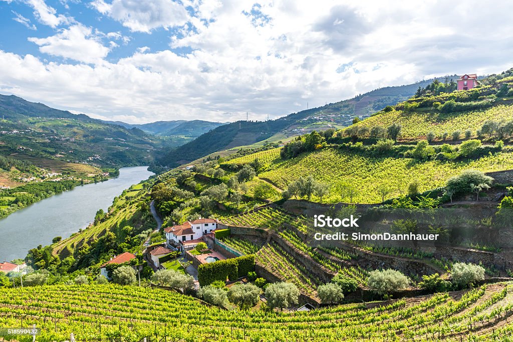 Vinhedos e a paisagem da região do rio Douro, Portugal - Foto de stock de Portugal royalty-free