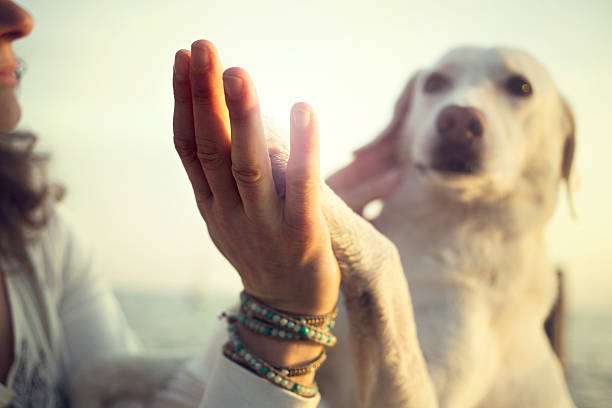 Dog's paw and man's hand gesture of friendship stock photo