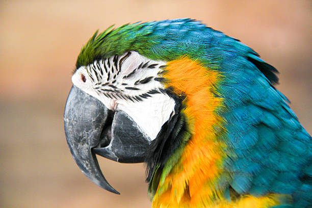 istock face of macaw sleepy 518590677