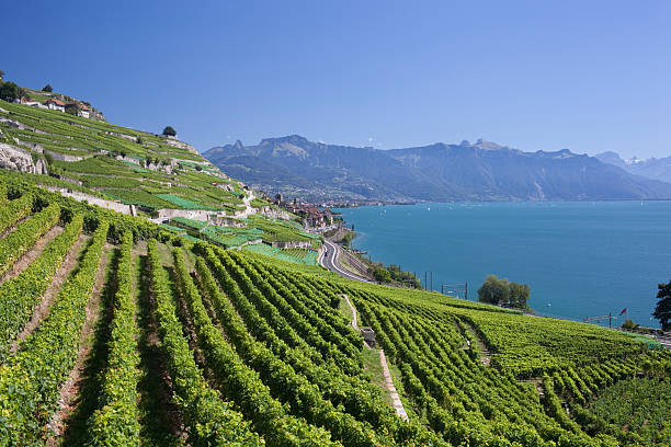 View over lake Geneva from the Lavaux vines.