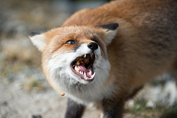 istock Wild Red Fox with amber white and black colours 518591167