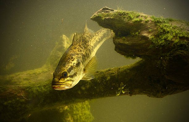 istock underwater largemouth bass in florida 518591761
