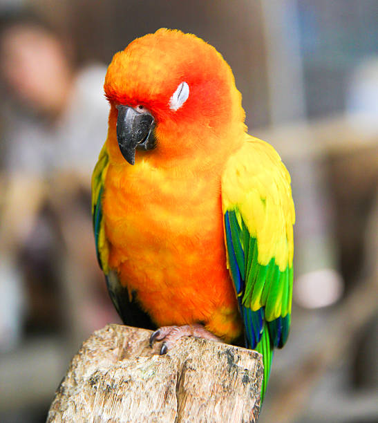 istock Sunconure is sleeping  on the branch 518591791