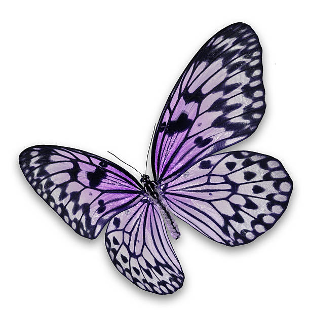 istock black and purple butterfly 518592221