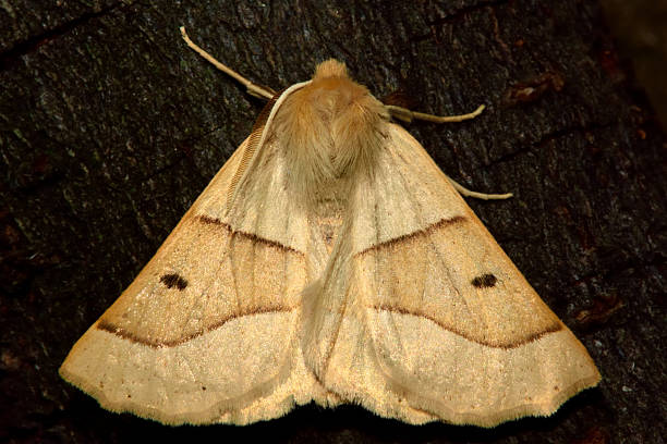 istock Scalloped oak moth (Crocallis elinguaria) from above 518592240