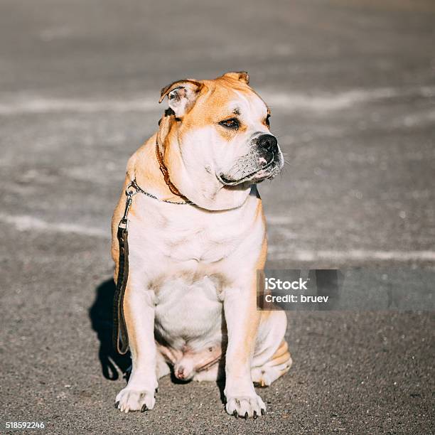 Ca De Bou Or Perro De Presa Mallorquin Molossian Dog Stock Photo - Download Image Now