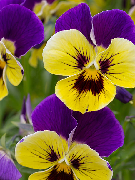 istock flowers bright yellow and purple violas 518592740