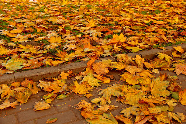 istock Stone pavement in golden autumn leaves 518594233