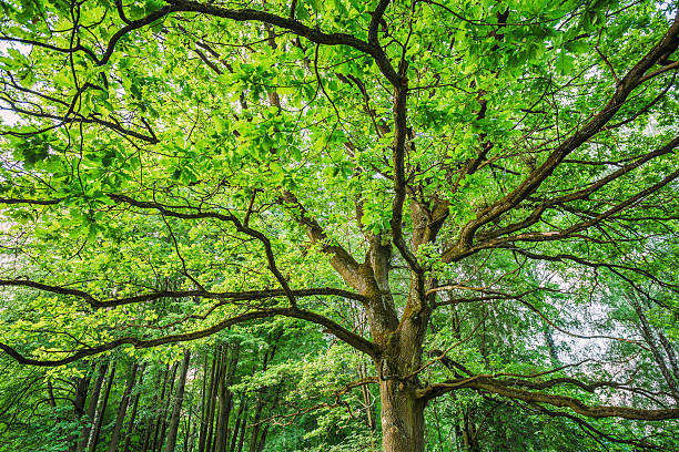 istock Canopy Of Tall Oak Tree. Sunny Deciduous Forest 518594264