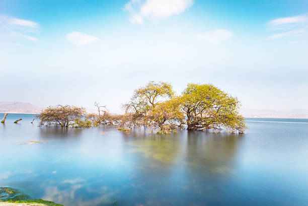 istock Tree in Dali, Erhai, Yunnan 518594406