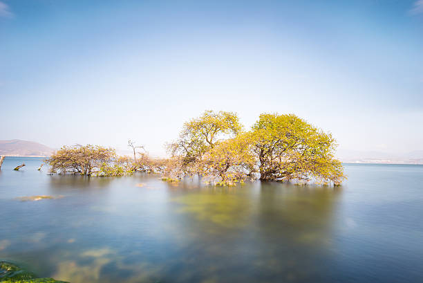 Tree in Dali, Erhai, Yunnan
