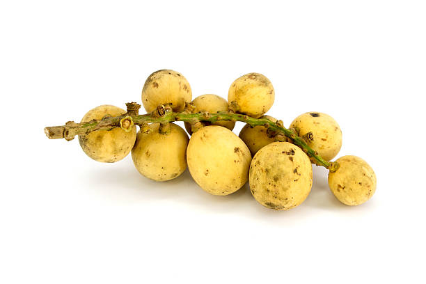 istock Longkong fruit or Lansium parasiticum is tropical fruit in Thail 518594557