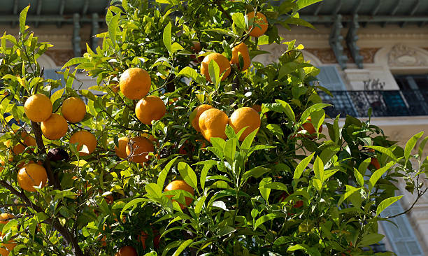 istock City of Nice - Orange tree 518594985