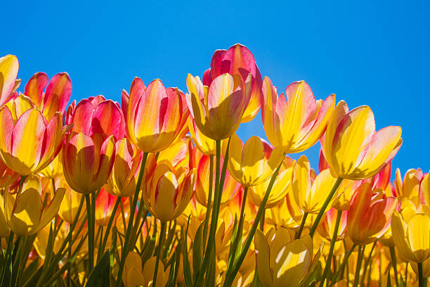 istock Field of Tulips background 518595094