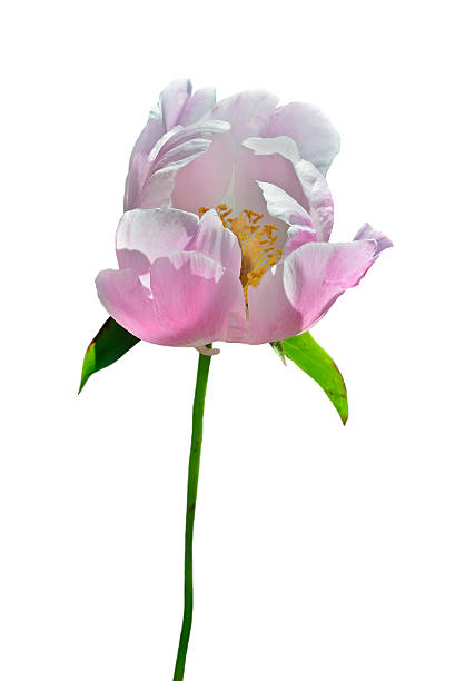 istock Flower of wild peony 518595177
