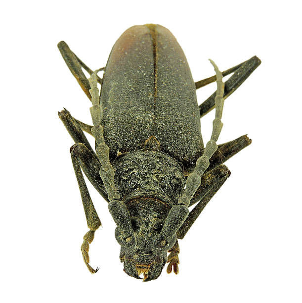 istock Head of Great capricorn beetle 518595692