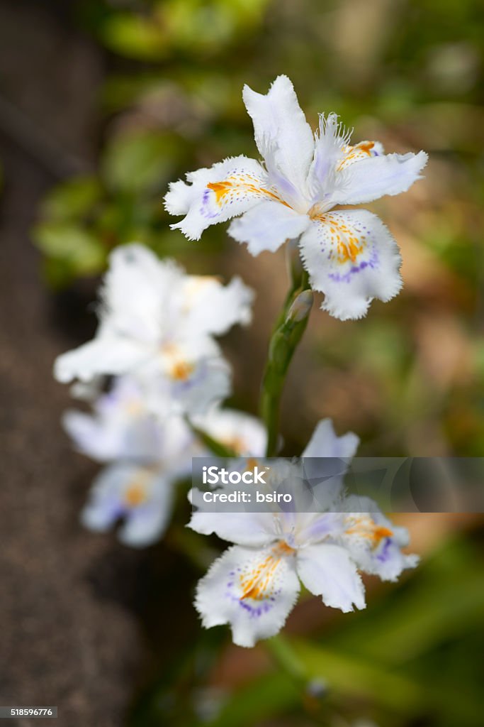 Iris Japonica Flores De Lirio Fimbriatum Foto de stock y más banco de imágenes de Aire libre - Aire libre, En flor, Familia del Iris - iStock Iris Japonica Flores De Lirio Fimbriatum Foto de stock y más banco de imágenes de Aire libre - Aire libre, En flor, Familia del Iris - iStock
