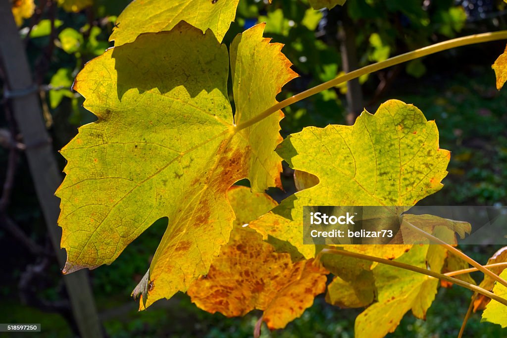Leaves of Grape Grape leaves on a sunny autumn day Autumn Stock Photo