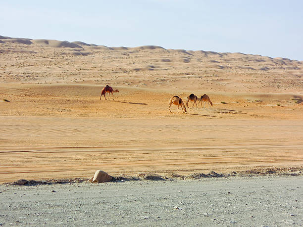 istock Landscape of Empty Quarter, Rub al Khali Desert, Oman 518597602