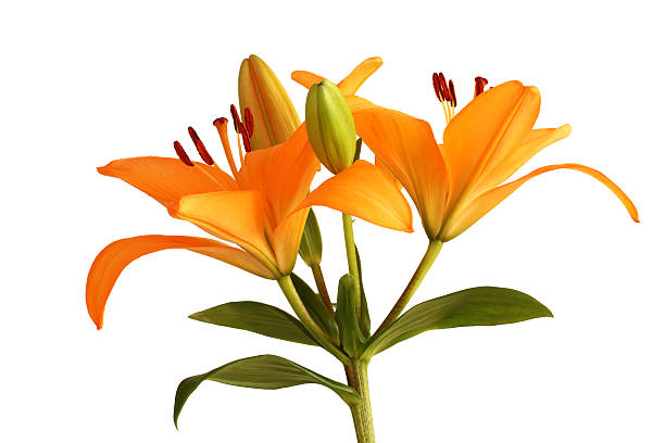istock Orange day lily flower isolated on white background 518597932
