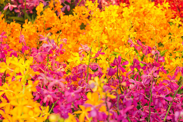 orchid - beautiful orchid field,sensitive focus