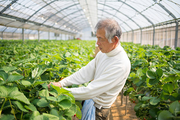 istock Senior farmer tending to his crops 518598692