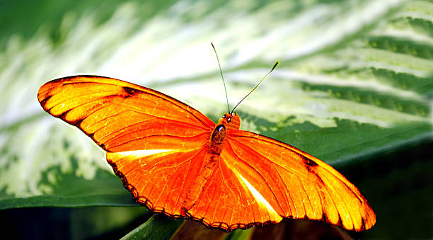 istock Flambeau butterfly Latin name Dryas iulia 518598962