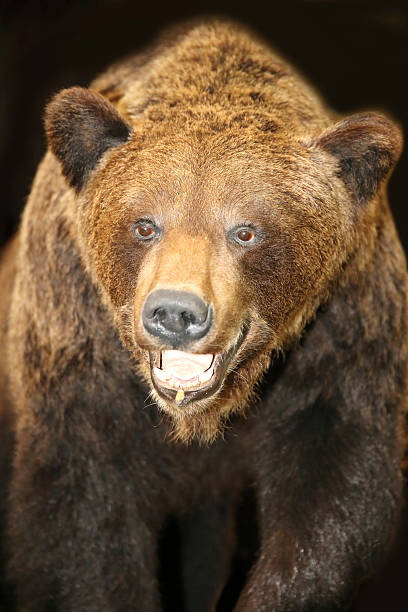 Head shot of eurasian or european brown bear