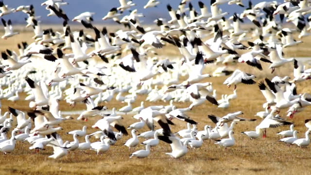 Snow Geese Flock Together Spring Migration Wild Birds Take Flight