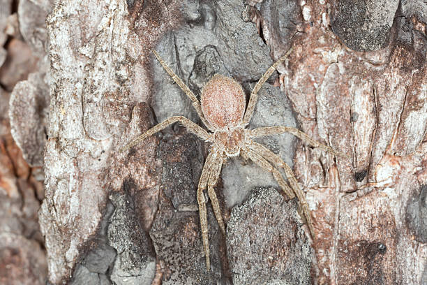 istock Running crab spider, Philodromus fuscomarginatus on pine bark 518613374