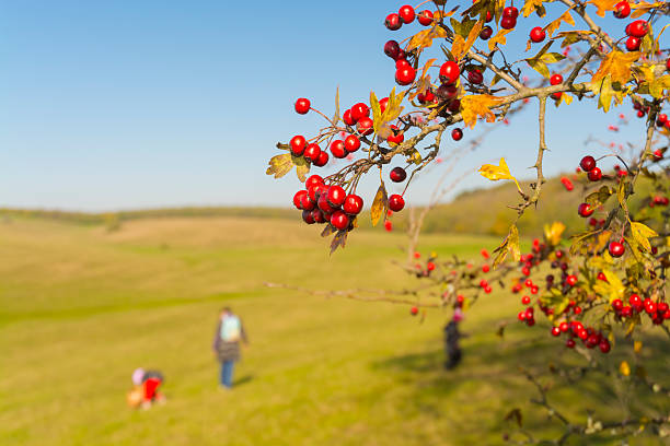 Fruits of common hawthorn (Crataegus monogyna) on a sunny autumn day with a family in the background