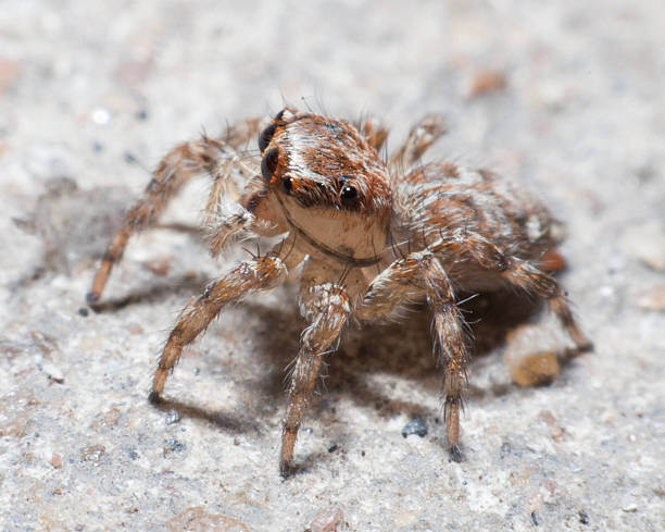 istock The world of insects spider 518614132