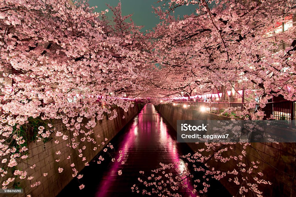 Cereza flores en la noche en tokio - Foto de stock de Flor de cerezo libre de derechos